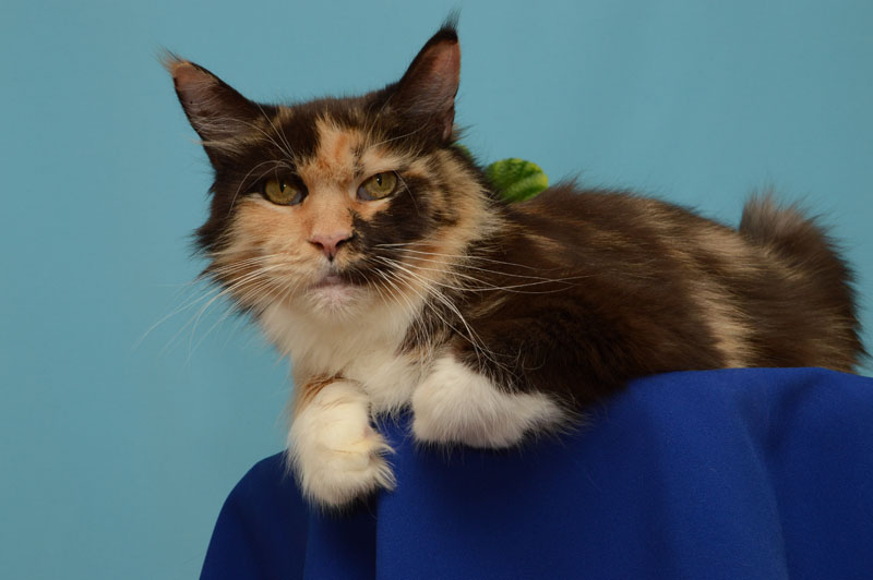 Amerrkoon Elizabet - Взрослый мейн-кун 3 года 7 месяцев 3,5 недели