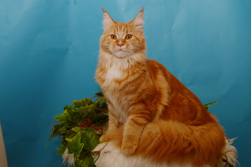 Priska Akbars - maine-coon 06/15/2016