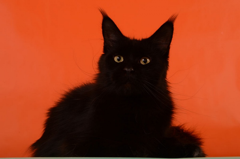 Lizzi Akbars - Adult maine-coon 1 year 9 months