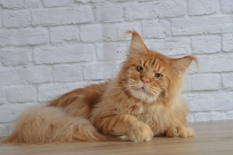 Augustin Akbars - Adult maine-coon 1 year 5 months