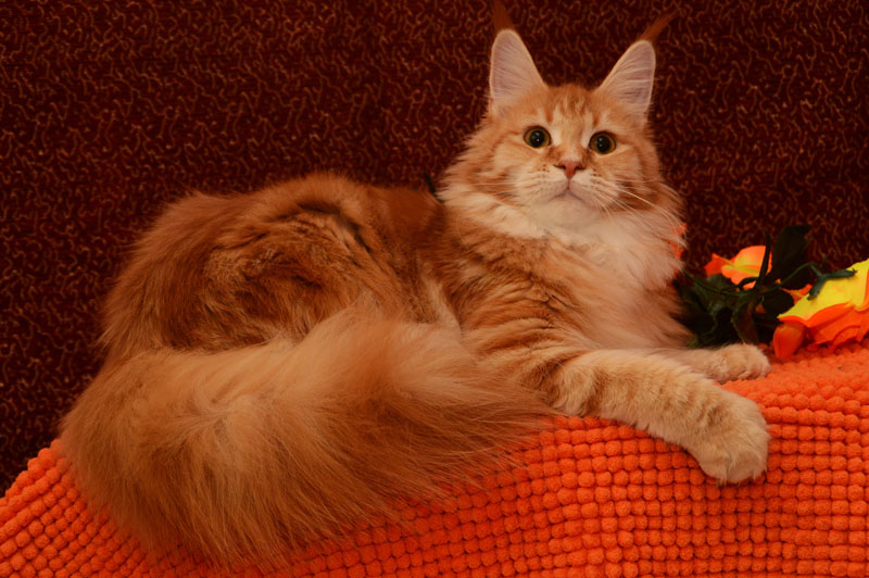 Jasmin Akbars - maine-coon 04/22/2016