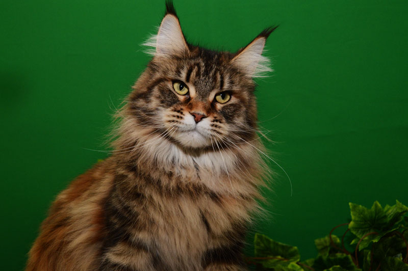 Yliana Akbars - Adult maine-coon 1 year 1 month 0.5 weeks