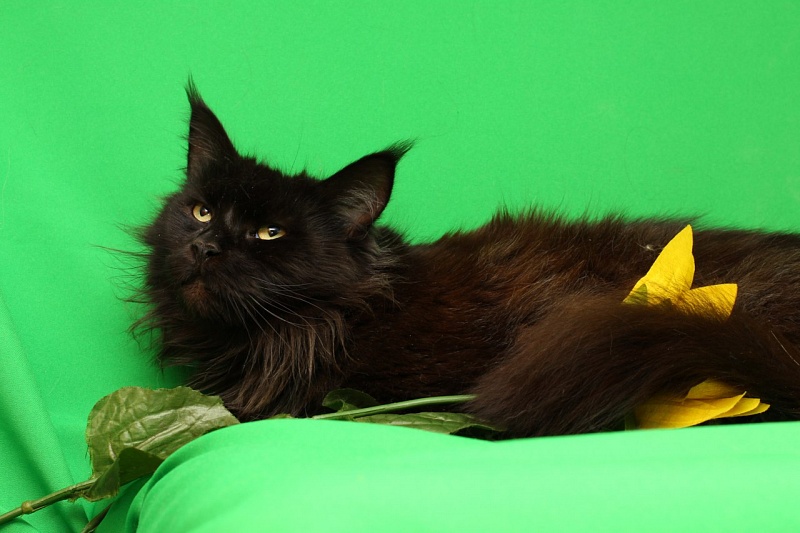 Shannel Black Panther Akbars - maine-coon