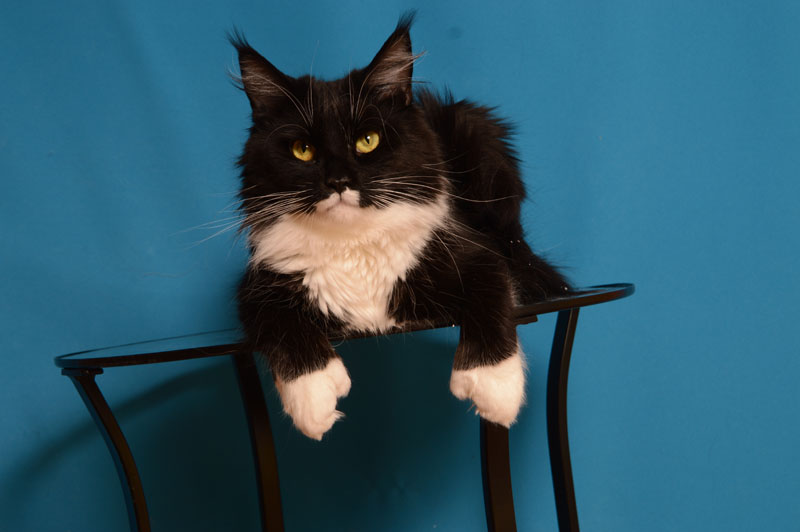 Grand Favori Lara Croft PP - maine-coon 12/18/2016