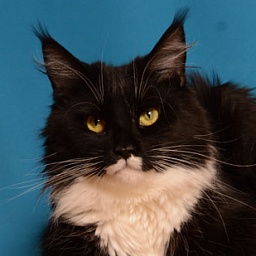 Grand Favori Lara Croft PP