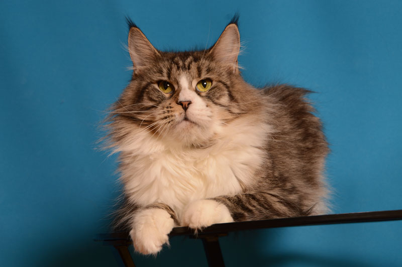 Gerda Icy Doll - Взрослый мейн-кун 1 год 10 месяцев