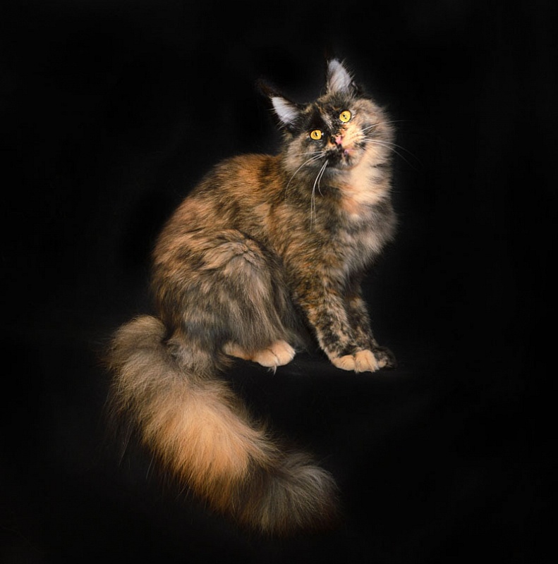 Ariel Akbars - Adult maine-coon 10 months