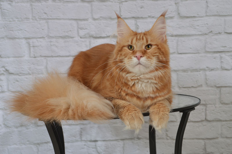 Yulius Caesar Akbars - Junior maine-coon 7 months 1 week
