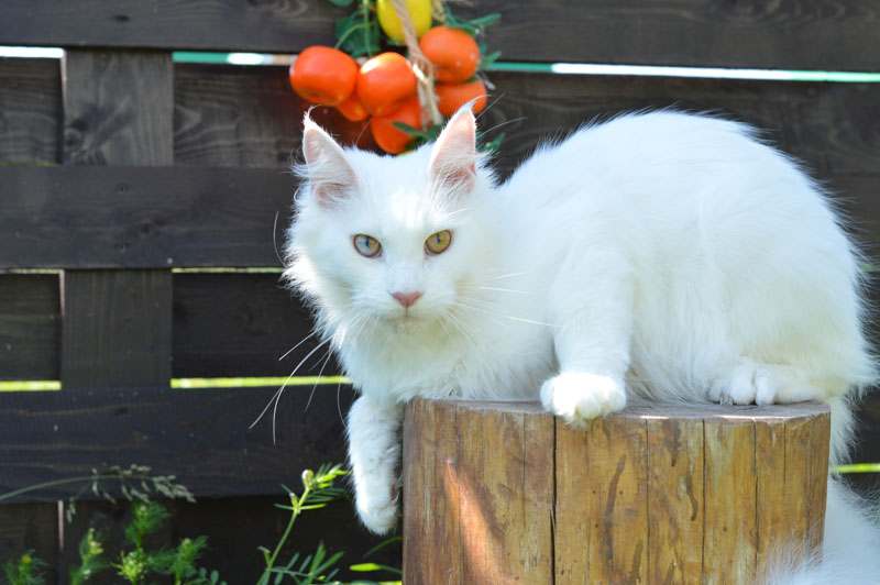 Jolie Akbars - Adult maine-coon 1 year 9 months 0.5 weeks
