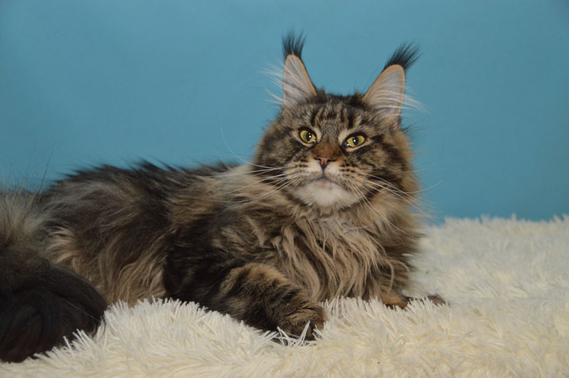 Nastasi Akbars - maine-coon 03/04/2018