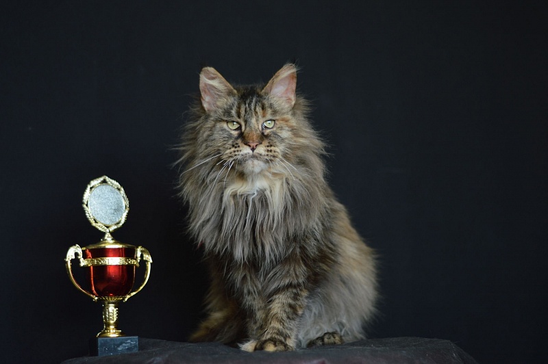 Paris Hilton Akbars - maine-coon