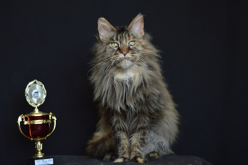 Paris Hilton Akbars - maine-coon