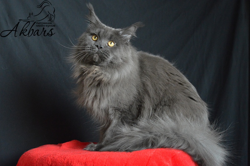 Nord Bear Akbars - Adult maine-coon 1 year 5 months 1 week