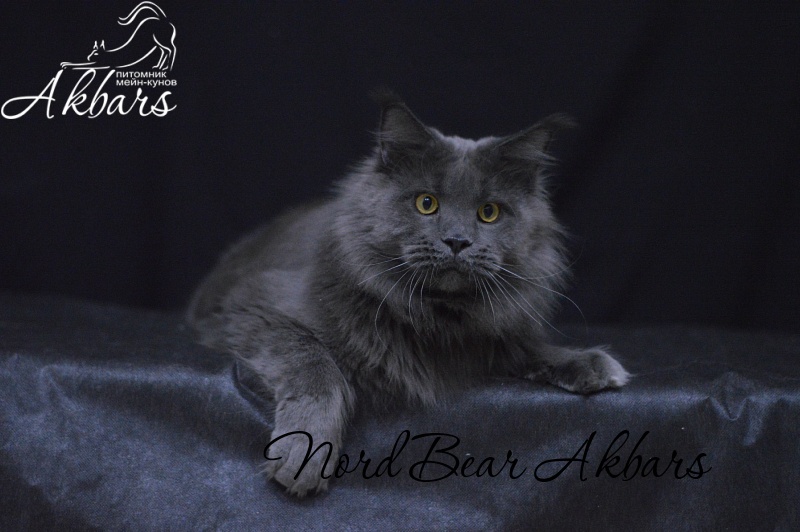 Nord Bear Akbars - Adult maine-coon 1 year 2 months 3 weeks