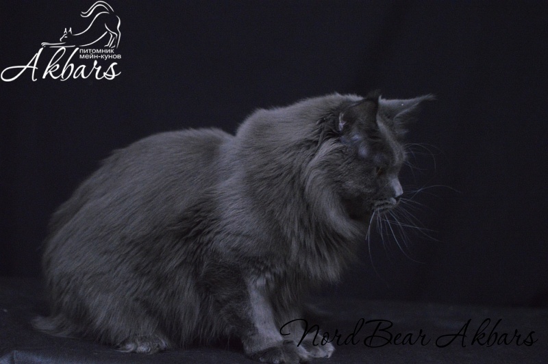 Nord Bear Akbars - Adult maine-coon 1 year 2 months 3 weeks