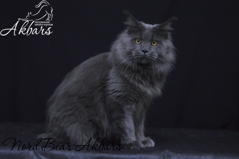 Nord Bear Akbars - Adult maine-coon 1 year 2 months 3 weeks