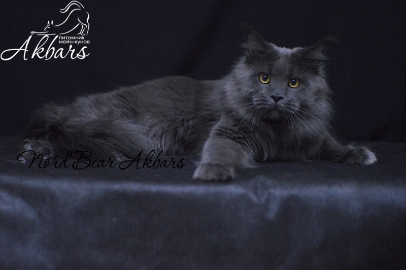 Nord Bear Akbars - Adult maine-coon 1 year 2 months 3 weeks