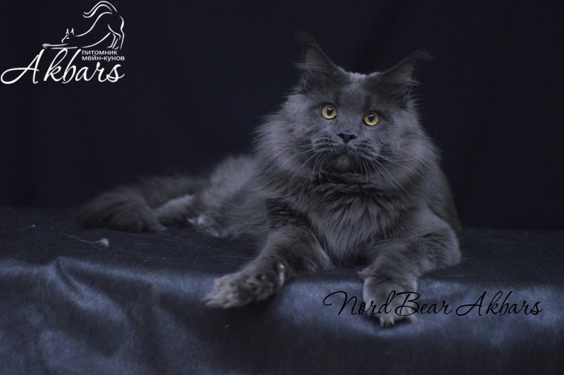 Nord Bear Akbars - Adult maine-coon 1 year 2 months 3 weeks