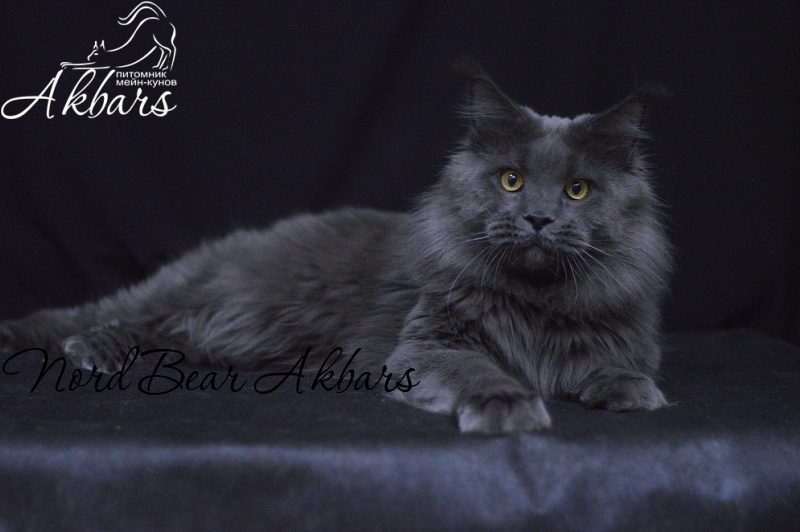 Nord Bear Akbars - Adult maine-coon 1 year 2 months 3 weeks