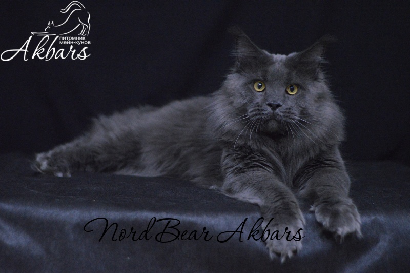 Nord Bear Akbars - Adult maine-coon 1 year 2 months 3 weeks