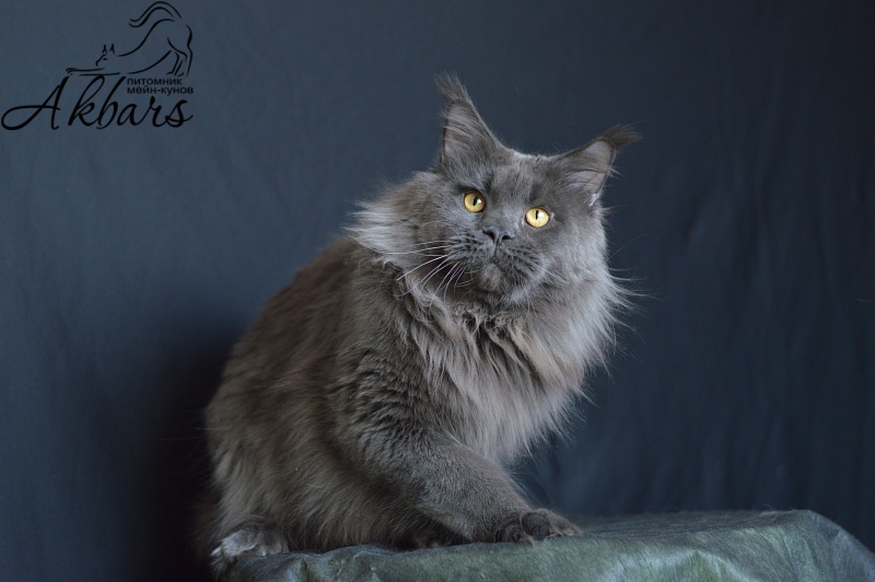 Nord Bear Akbars - Adult maine-coon 1 year 5 months 2.5 weeks