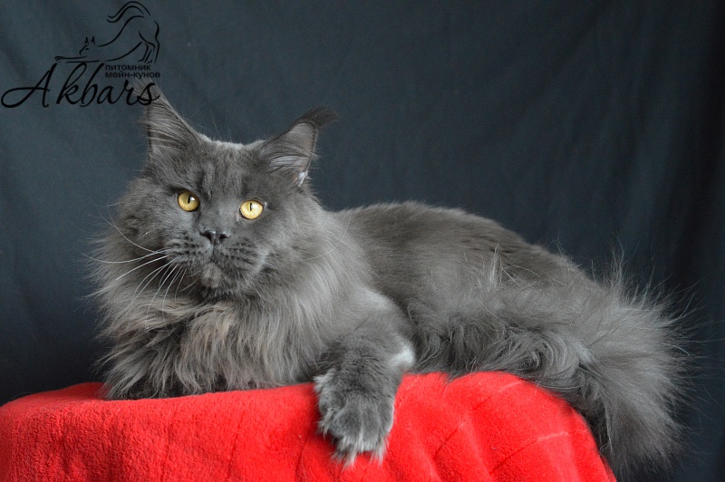 Nord Bear Akbars - Adult maine-coon 1 year 5 months 1 week
