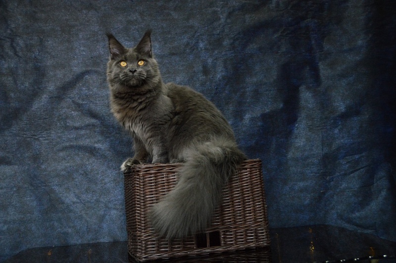 Nord Bear Akbars - Adult maine-coon 1 year 2.5 weeks