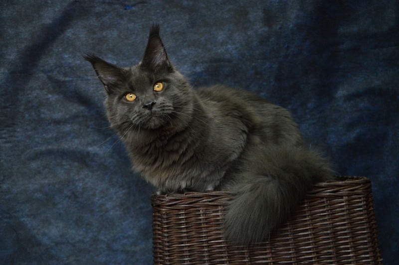Nord Bear Akbars - Adult maine-coon 1 year 2.5 weeks