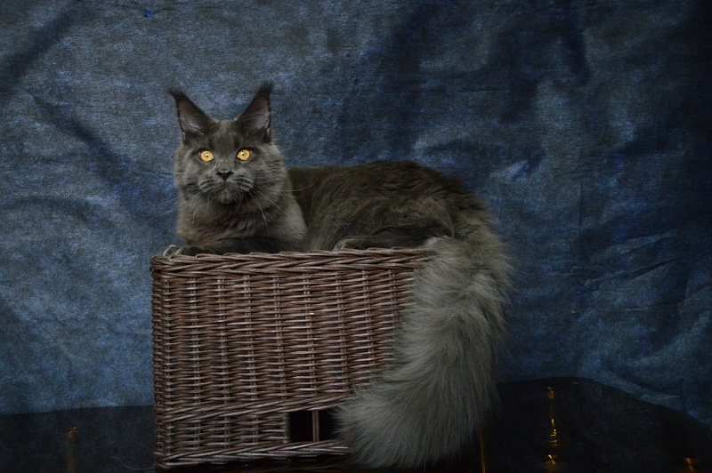 Nord Bear Akbars - Adult maine-coon 1 year 2.5 weeks