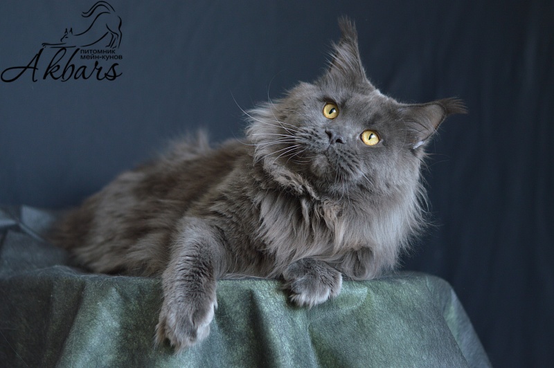 Nord Bear Akbars - Adult maine-coon 1 year 5 months 2.5 weeks