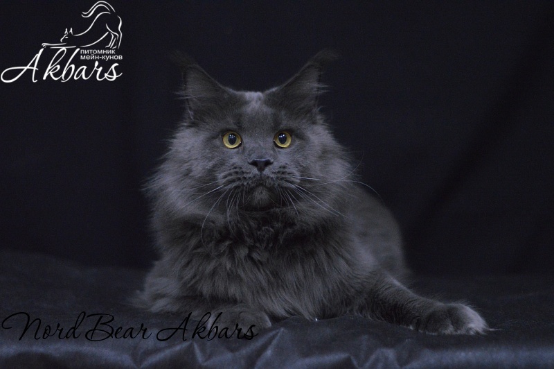 Nord Bear Akbars - Adult maine-coon 1 year 2 months 3 weeks