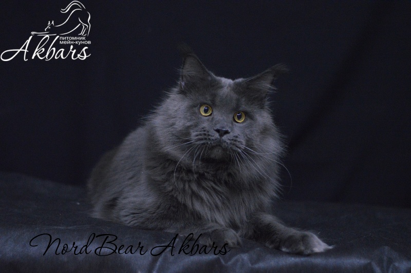 Nord Bear Akbars - Adult maine-coon 1 year 2 months 3 weeks