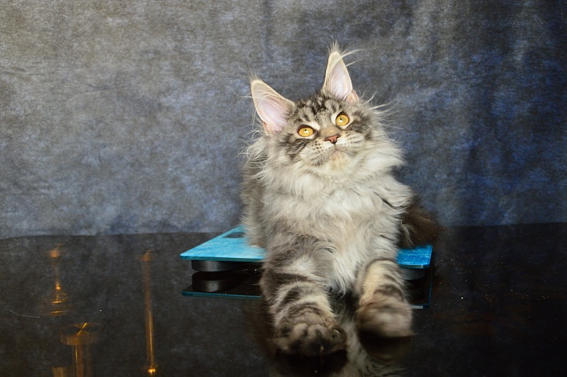 Gabby from Cat Harbour - Kitten maine-coon 4.5 months