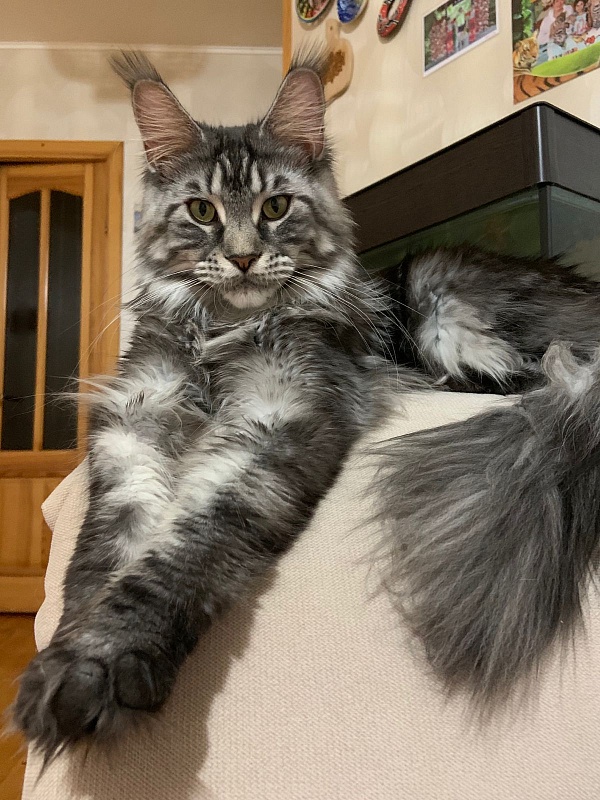 Gabby from Cat Harbour - Adult maine-coon 2 years 7 months 2.5 weeks