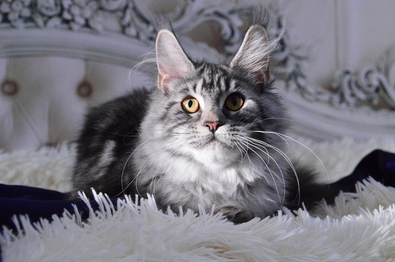 Gabby from Cat Harbour - Adult maine-coon 10 months 2 weeks