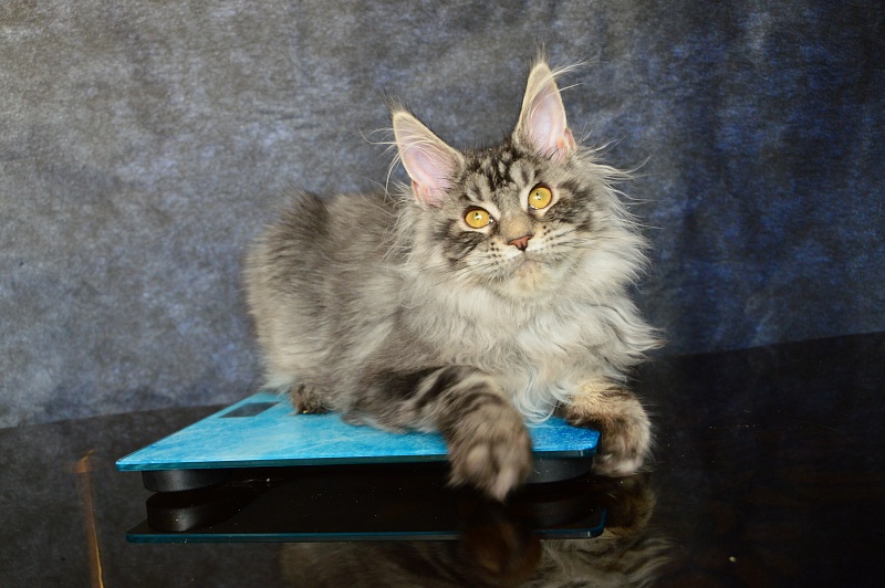 Gabby from Cat Harbour - Kitten maine-coon 4.5 months
