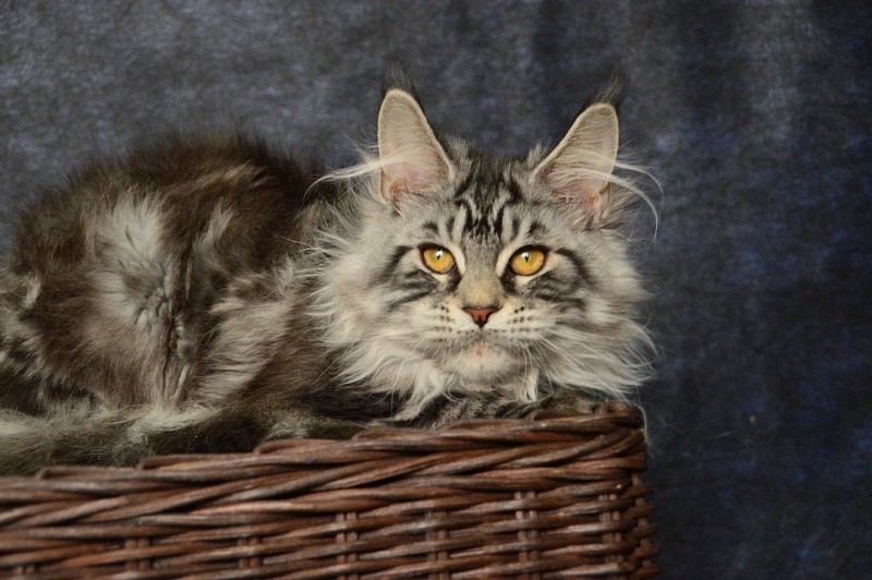 Gabby from Cat Harbour - Kitten maine-coon 5 months 0.5 weeks