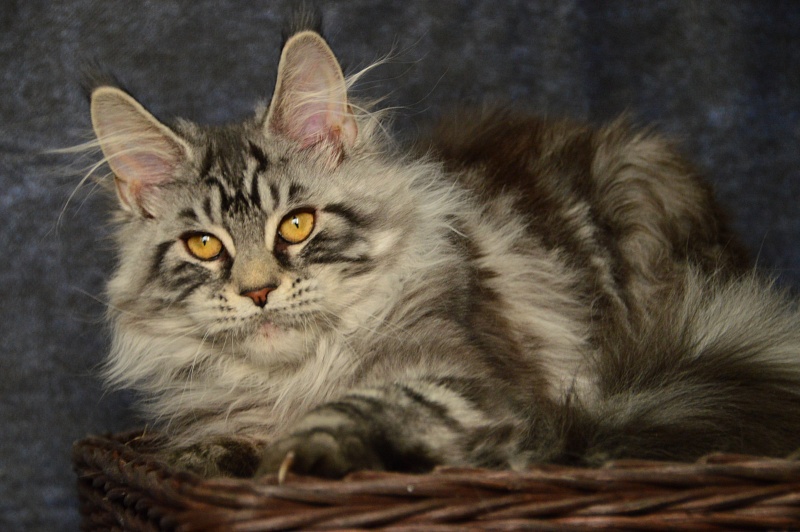 Gabby from Cat Harbour - Kitten maine-coon 5 months 0.5 weeks