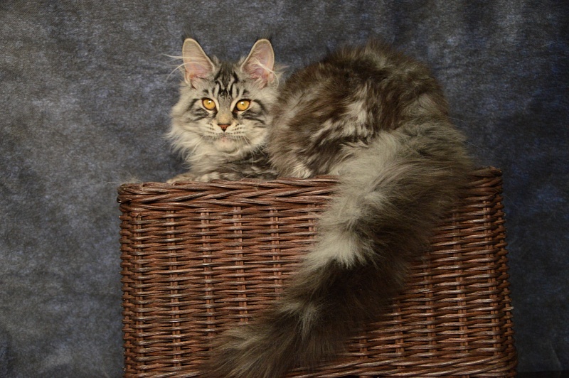 Gabby from Cat Harbour - Kitten maine-coon 5 months 0.5 weeks