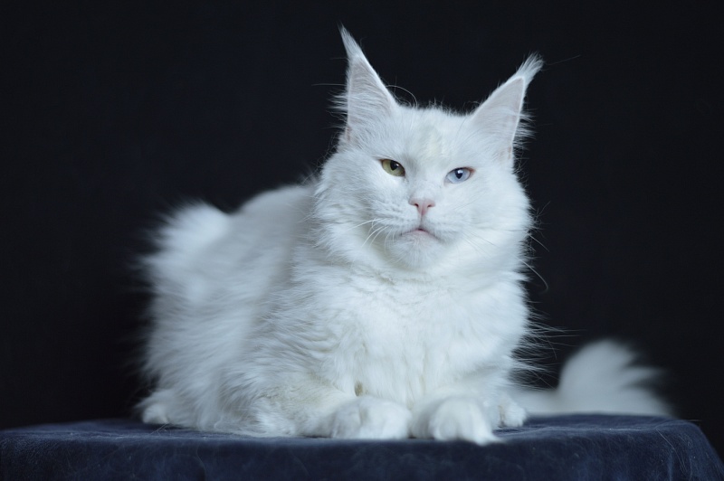 Zia Marie Akbars - Adult maine-coon 2 years 10 months 1 week