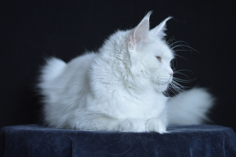 Zia Marie Akbars - Adult maine-coon 2 years 10 months 1 week