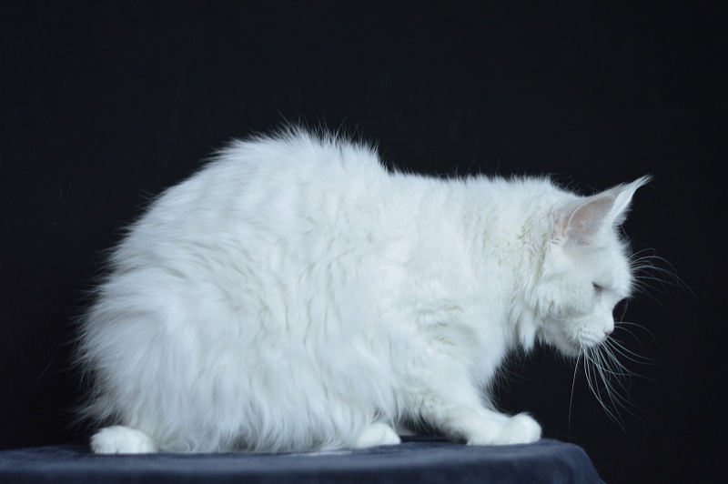 Zia Marie Akbars - Adult maine-coon 2 years 10 months 1 week