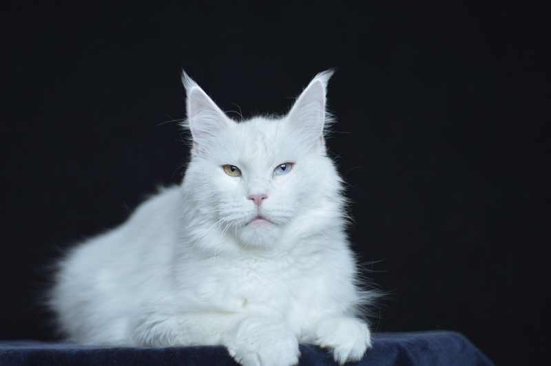 Zia Marie Akbars - Adult maine-coon 2 years 10 months 1 week