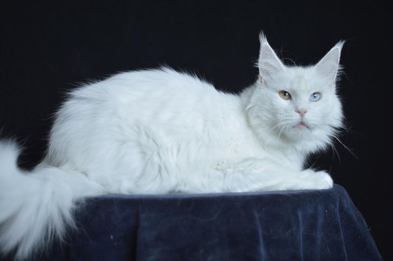 Zia Marie Akbars - Adult maine-coon 2 years 10 months 1 week