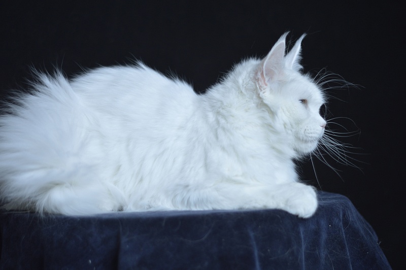 Zia Marie Akbars - Adult maine-coon 2 years 10 months 1 week