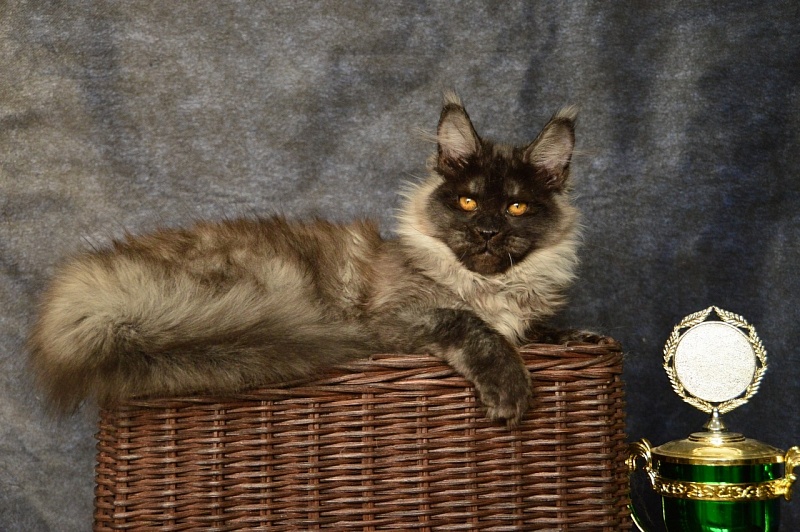 Happiness from Cat Harbour - Adult maine-coon 10.5 months