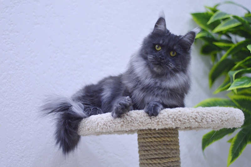 Happiness from Cat Harbour - Adult maine-coon 2 years 2.5 weeks