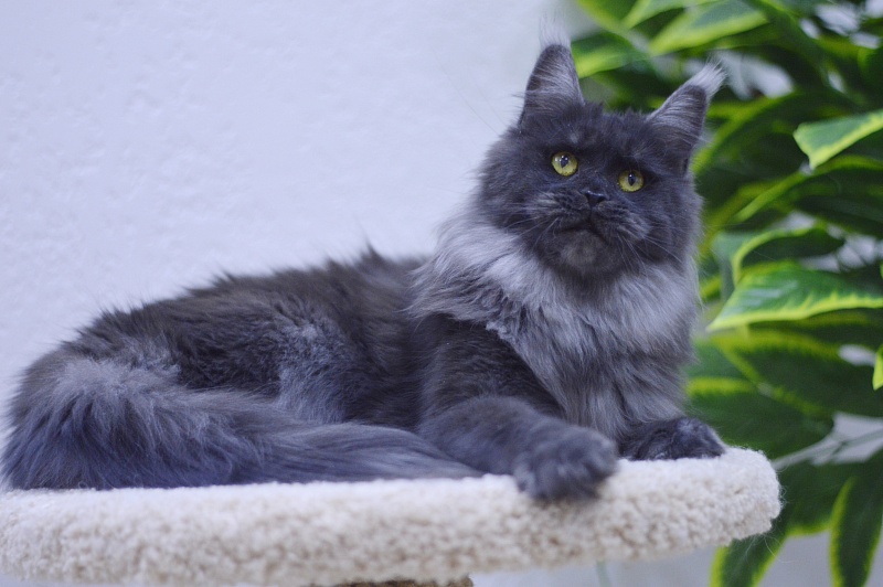 Happiness from Cat Harbour - Adult maine-coon 2 years 2.5 weeks
