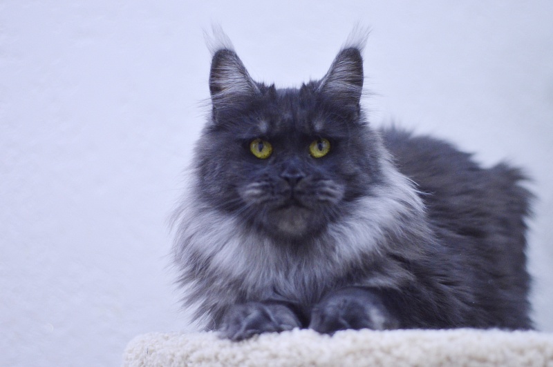 Happiness from Cat Harbour - Adult maine-coon 2 years 2.5 weeks