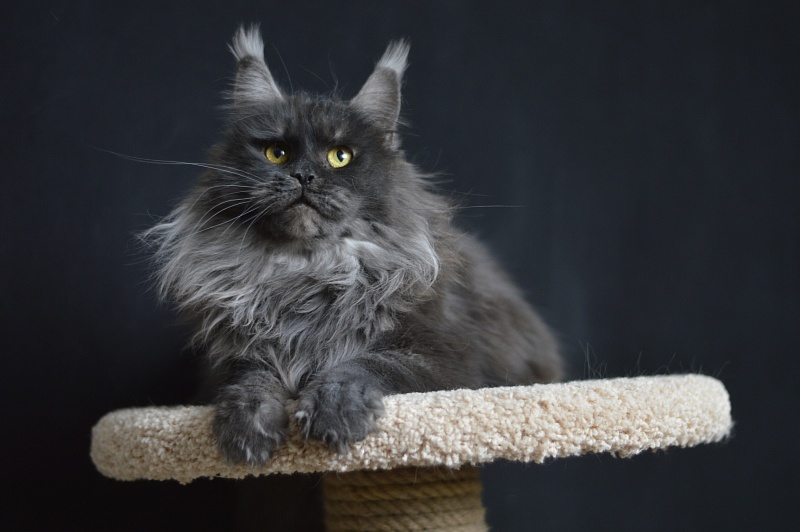 Happiness from Cat Harbour - Adult maine-coon 2 years 3 months 2 weeks